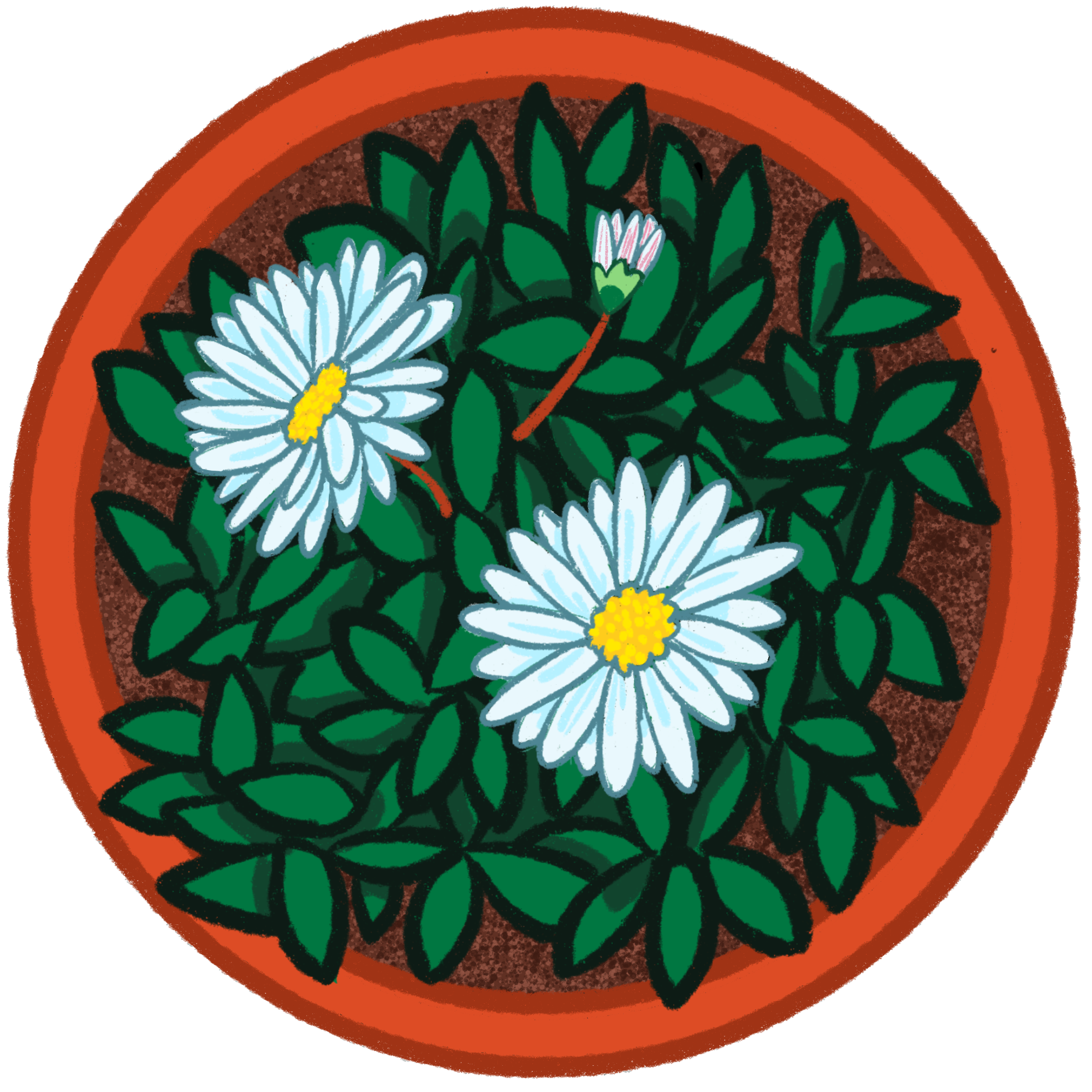 A colorful potted daisy from Figure It Sprout.